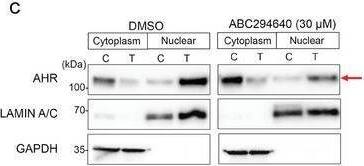 AHR Antibody - Azide and BSA Free