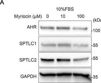 AHR Antibody - Azide and BSA Free