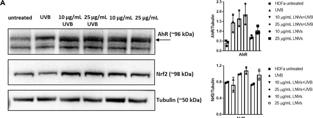 AHR Antibody - Azide and BSA Free