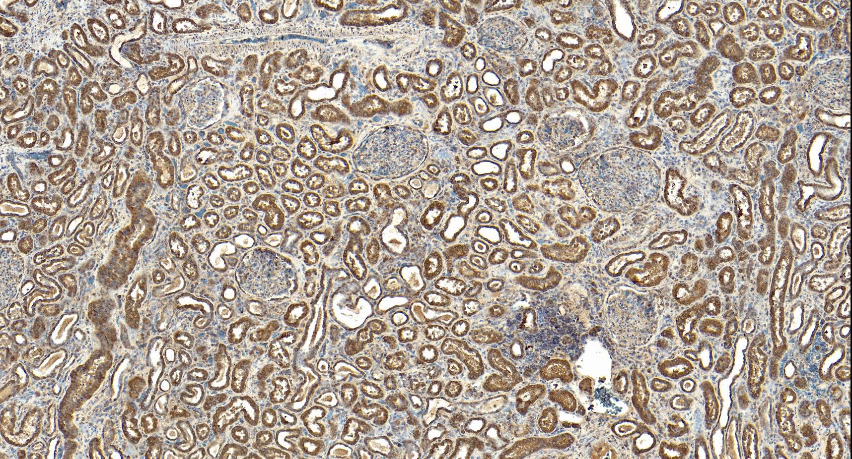 MRG15 Antibody