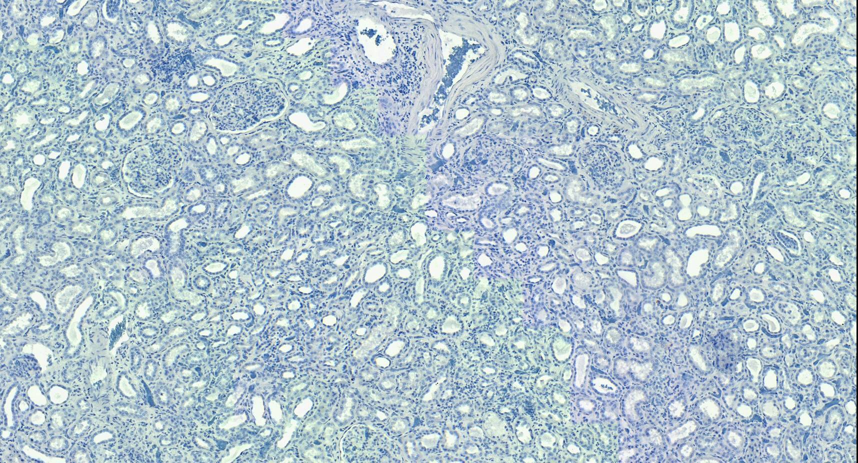 MRG15 Antibody