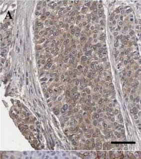 HIF-1 alpha Antibody (ESEE122)