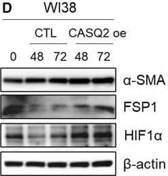 HIF-1 alpha Antibody (ESEE122) - BSA Free