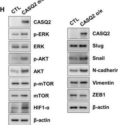 HIF-1 alpha Antibody (ESEE122) - BSA Free