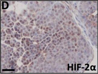 HIF-2 alpha/EPAS1 Antibody (ep190b)
