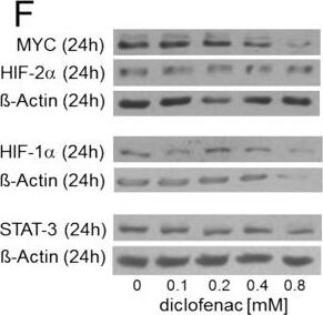HIF-2 alpha/EPAS1 Antibody (ep190b)
