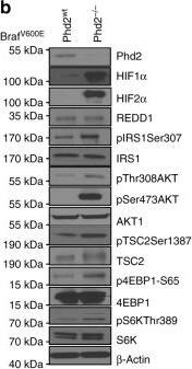 HIF-2 alpha/EPAS1 Antibody (ep190b)