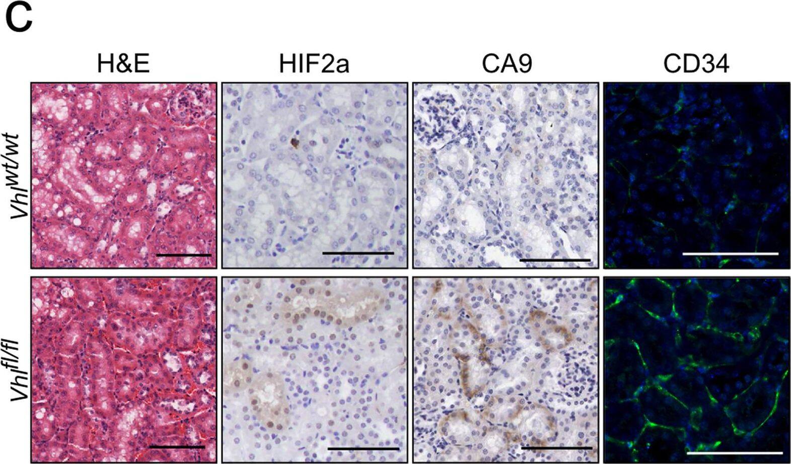 HIF-2 alpha/EPAS1 Antibody (ep190b)