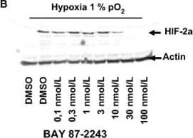 HIF-2 alpha/EPAS1 Antibody (ep190b)