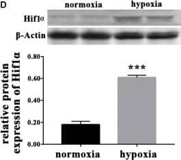 HIF-1 alpha Antibody - BSA Free