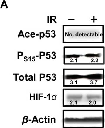 HIF-1 alpha Antibody - BSA Free