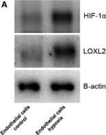 HIF-1 alpha Antibody - BSA Free
