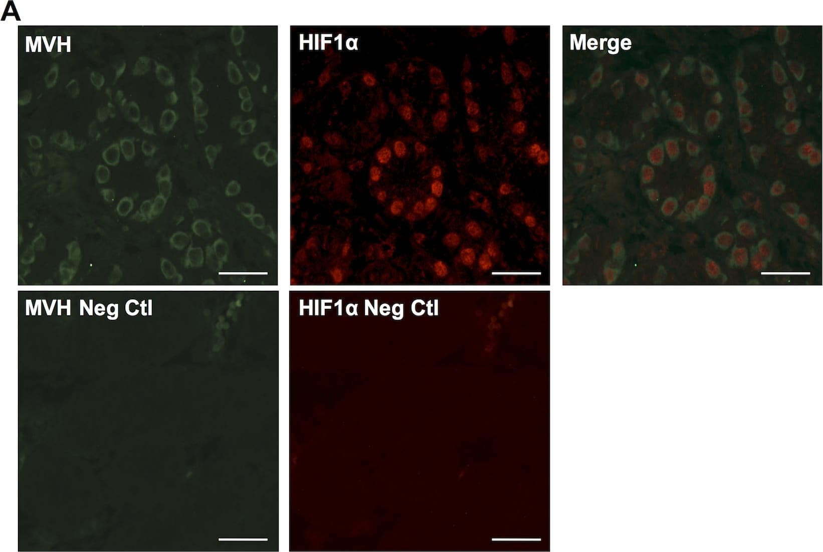 HIF-1 alpha Antibody - BSA Free