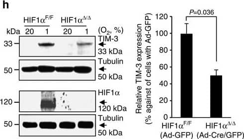 HIF-1 alpha Antibody - BSA Free