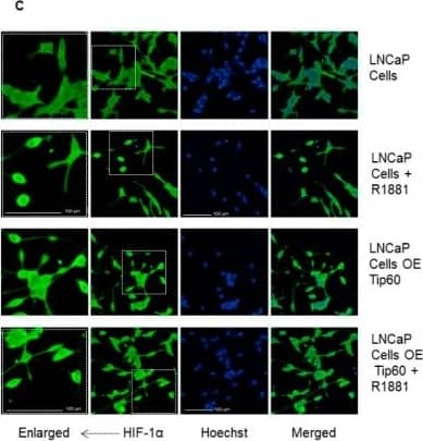HIF-1 alpha Antibody - BSA Free