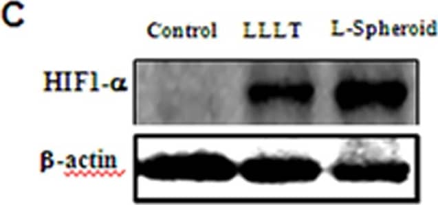 HIF-1 alpha Antibody - BSA Free