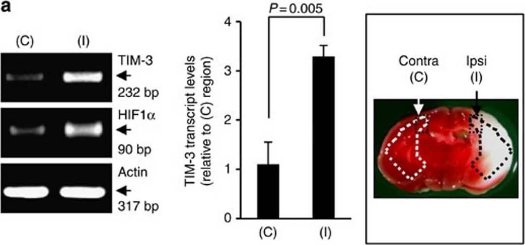 HIF-1 alpha Antibody - BSA Free
