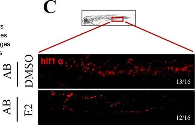 HIF-1 alpha Antibody - BSA Free