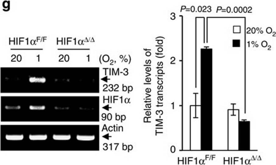 HIF-1 alpha Antibody - BSA Free
