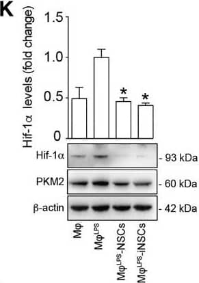 HIF-1 alpha Antibody - BSA Free
