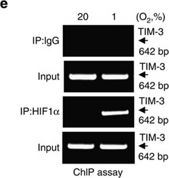 HIF-1 alpha Antibody - BSA Free