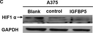 HIF-1 alpha Antibody - BSA Free