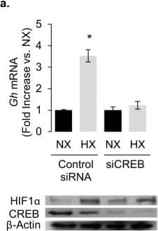 HIF-1 alpha Antibody - BSA Free