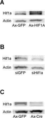 HIF-1 alpha Antibody - BSA Free