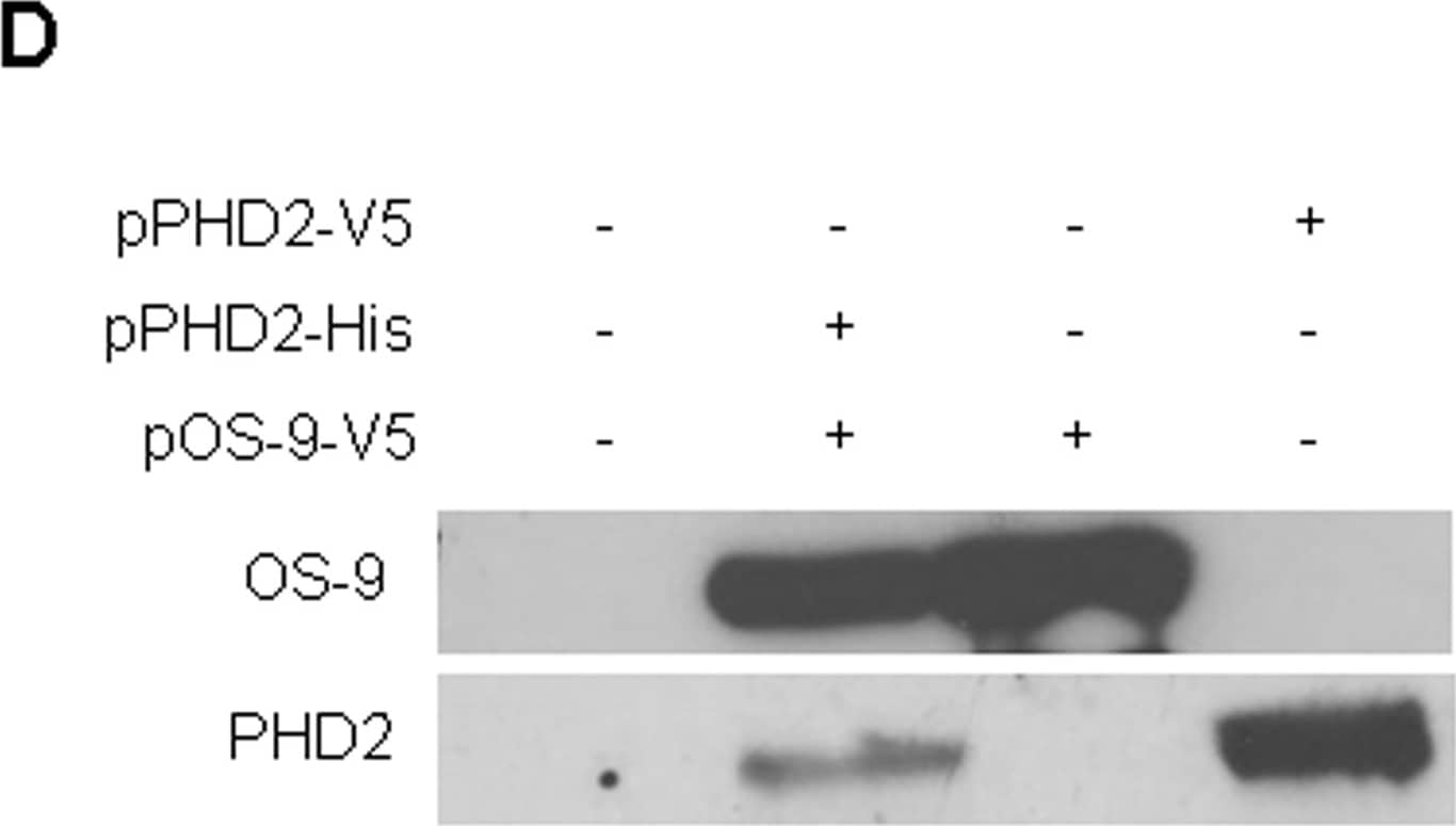 EGLN1/PHD2 Antibody