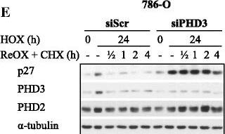 EGLN1/PHD2 Antibody