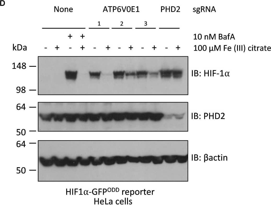 EGLN1/PHD2 Antibody