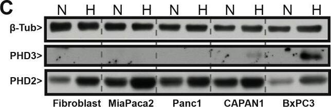 EGLN1/PHD2 Antibody