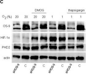 EGLN1/PHD2 Antibody