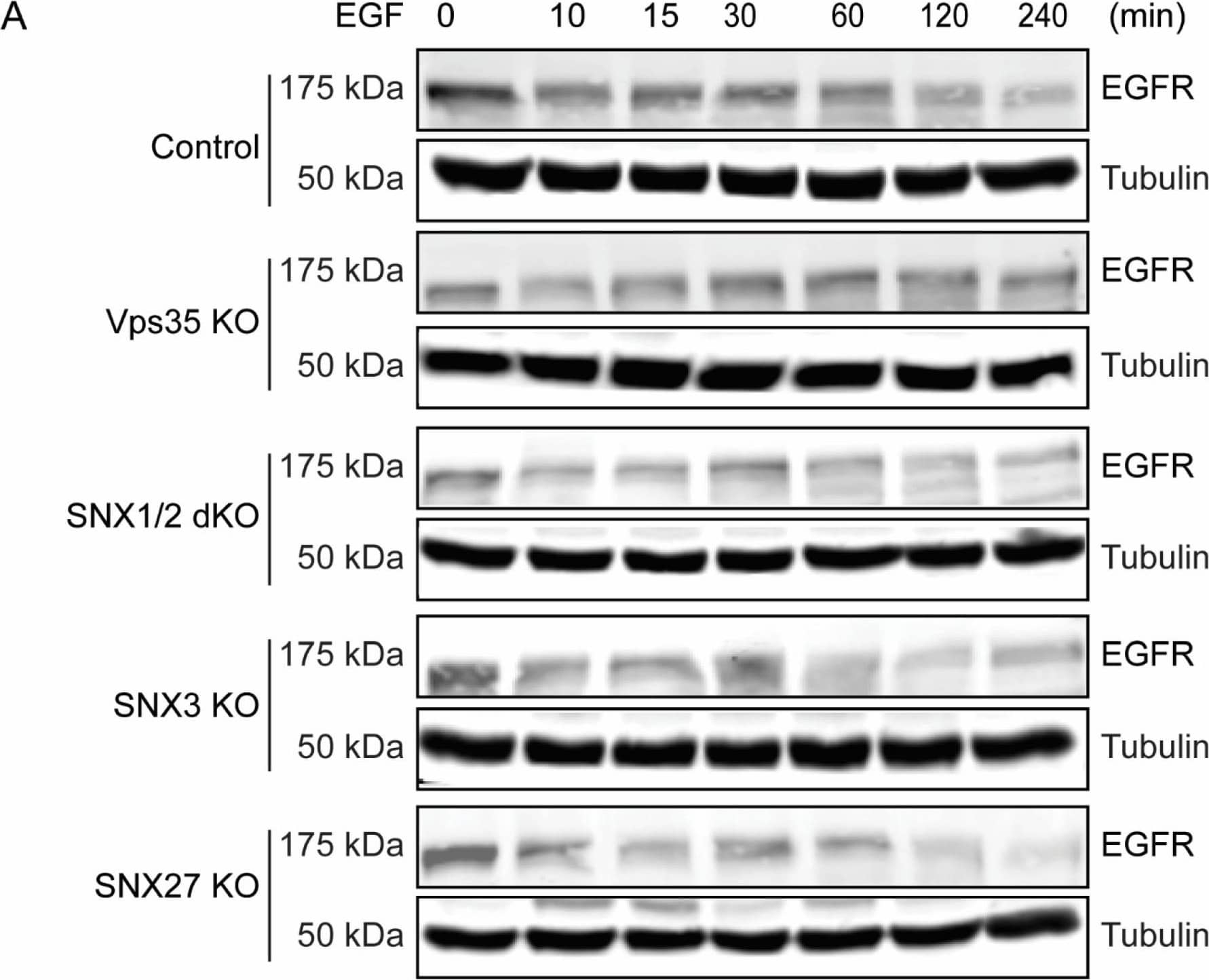 VPS35 Antibody