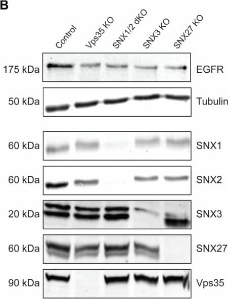 VPS35 Antibody