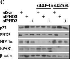 EGLN3/PHD3 Antibody - BSA Free