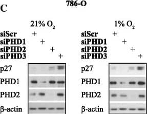 EGLN3/PHD3 Antibody - BSA Free