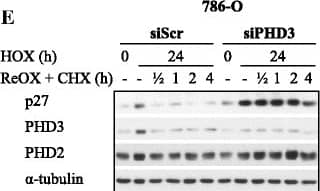 EGLN3/PHD3 Antibody - BSA Free
