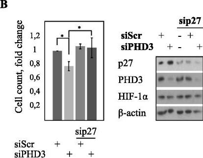 EGLN3/PHD3 Antibody - BSA Free
