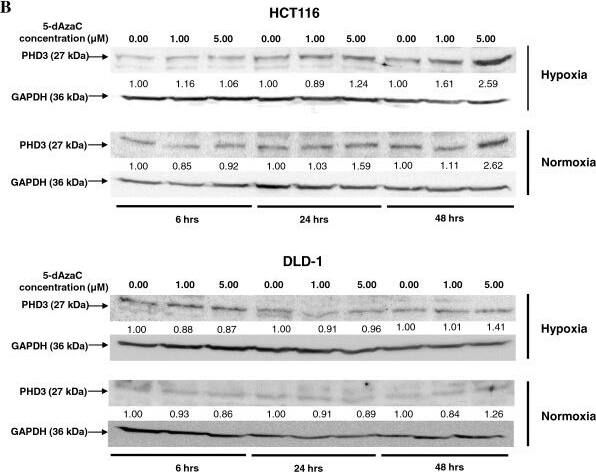 EGLN3/PHD3 Antibody - BSA Free