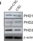 EGLN3/PHD3 Antibody - BSA Free