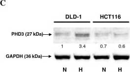 EGLN3/PHD3 Antibody - BSA Free
