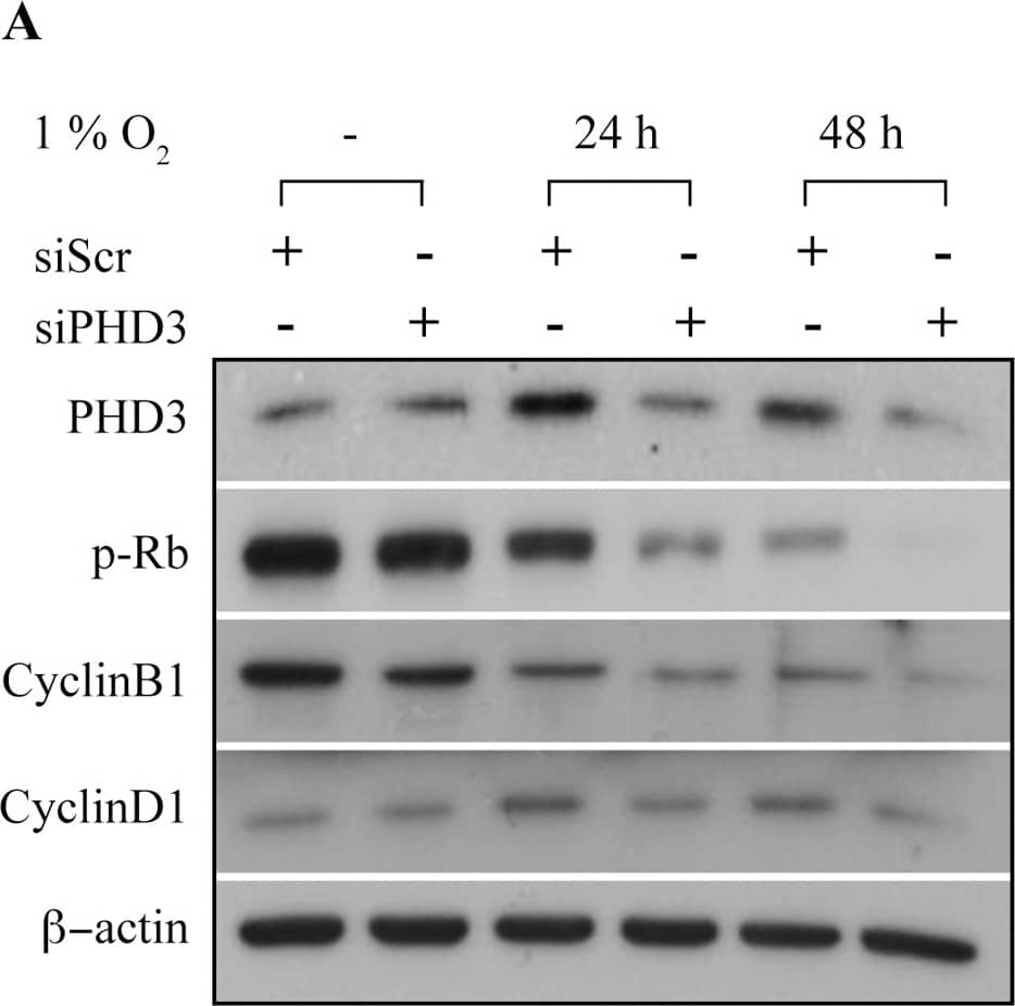 EGLN3/PHD3 Antibody - BSA Free