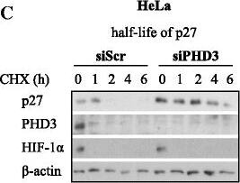 EGLN3/PHD3 Antibody - BSA Free
