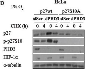 EGLN3/PHD3 Antibody - BSA Free