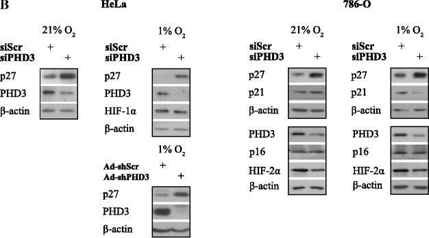 EGLN3/PHD3 Antibody - BSA Free