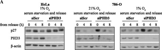 EGLN3/PHD3 Antibody - BSA Free