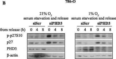 EGLN3/PHD3 Antibody - BSA Free