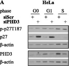 EGLN3/PHD3 Antibody - BSA Free