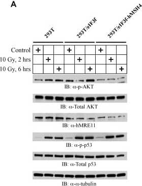 Mre11 Antibody